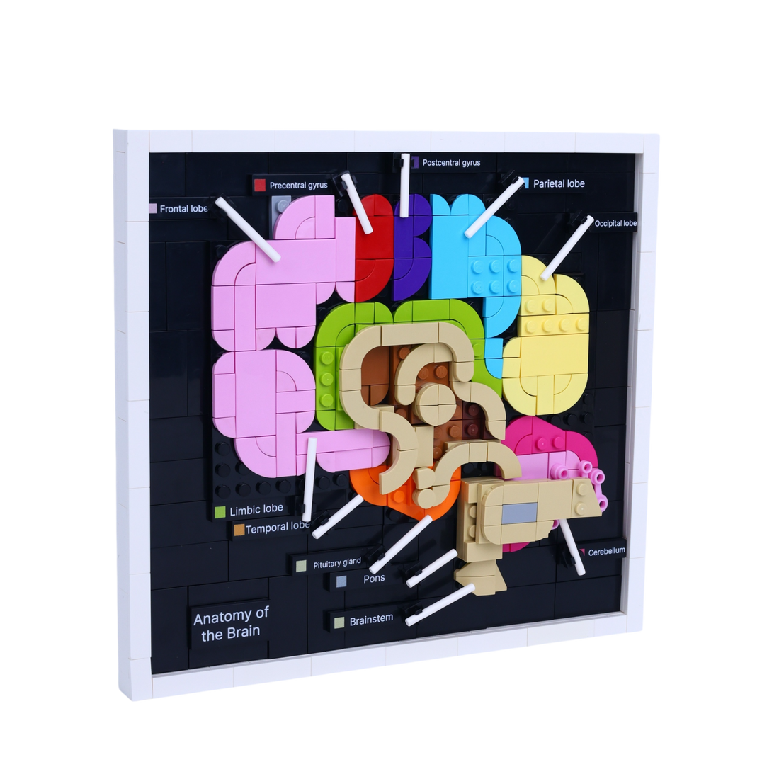 Brain Anatomy brick art collectible, left-side view