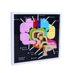 Brain Anatomy brick art collectible, left-side view