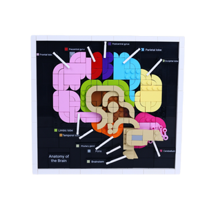 Brain Anatomy brick art collectible, main product view