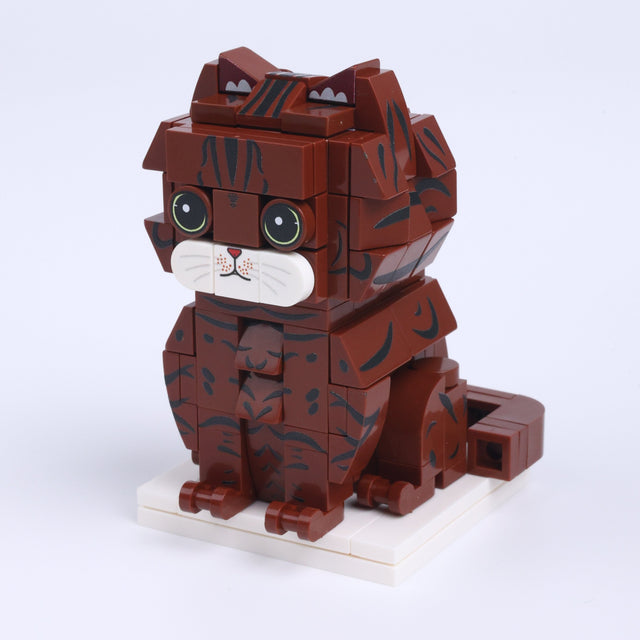 Brown Tabby Cat